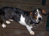 Atticus