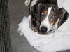 Atticus