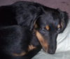 Molly