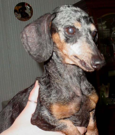 Dottie