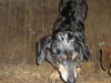 Rosco