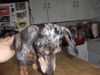Rosco