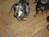 Rosco