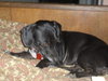 Mitzi