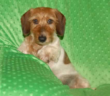 Benny