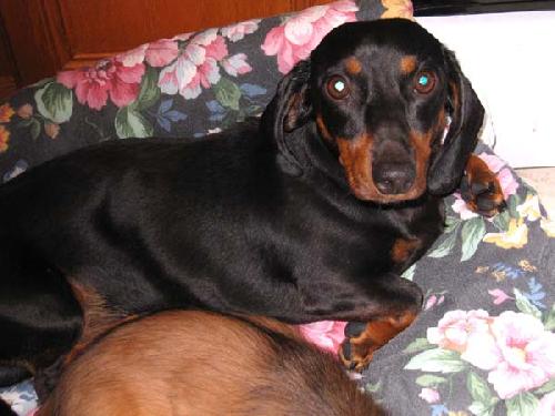 Morti