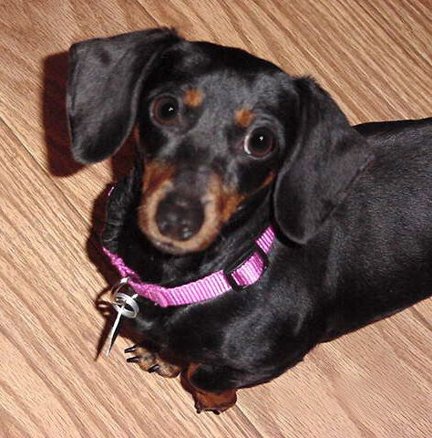 Nyla