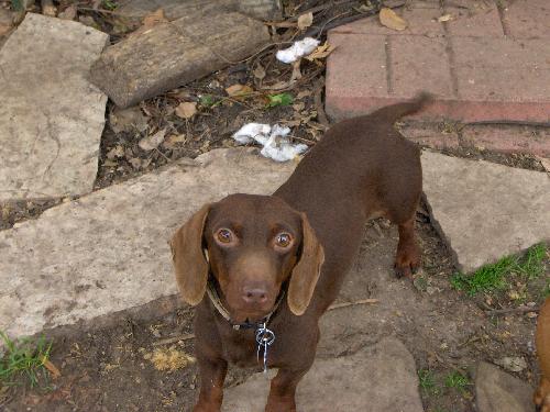 Brownie