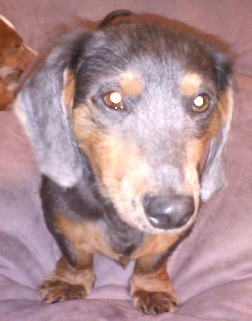 Sammy