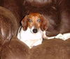 Bevo
