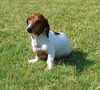 Bevo
