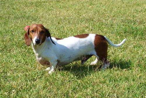 Bevo
