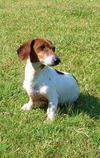 Bevo
