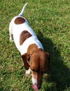 Bevo