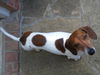 Bevo