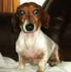 Bevo