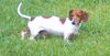 Bevo