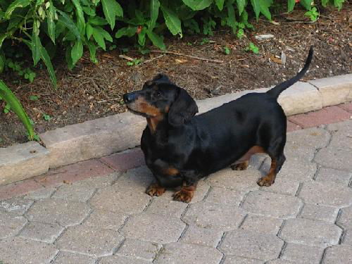 Maisy