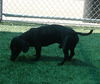 Samson