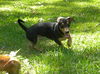 Bennie