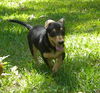 Bennie