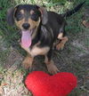 Bennie