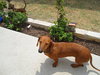 Molly