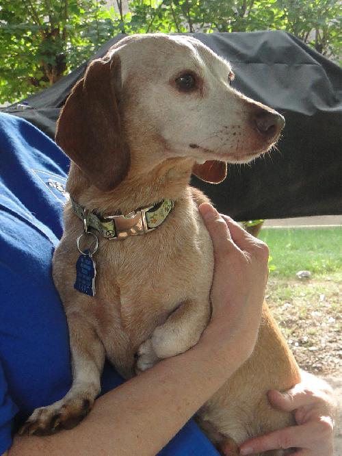 Louie (aka Lupito)