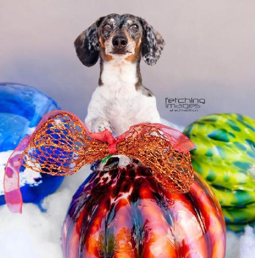 Mr. Wiener