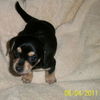 Little Tank
