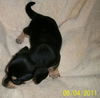 Little Tank