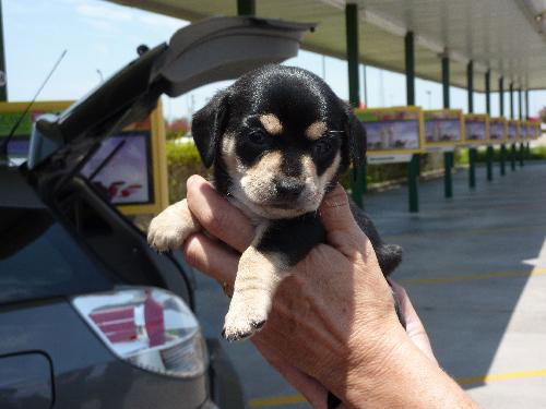 Little Tank