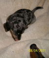 Bessie