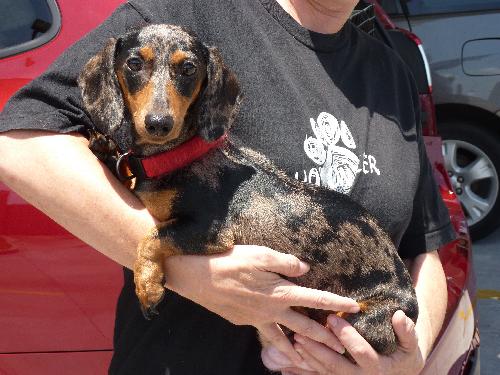 Dottie
