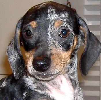 Bert