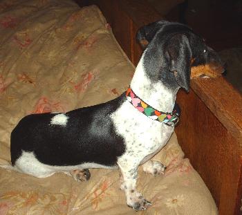 Prissy