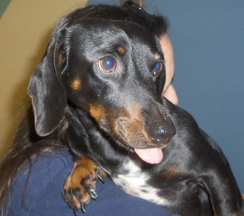 Fritz
