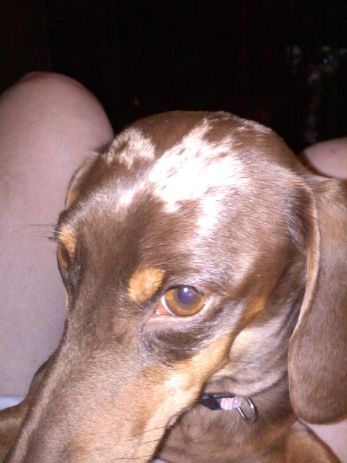 Dottie