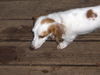 Lila