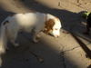 Lila