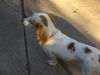 Lila