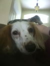 Lila