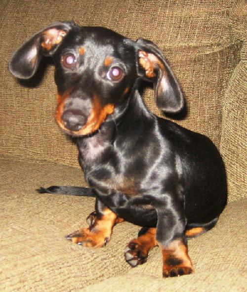 Lola