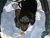 Shilo