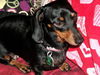 Shilo