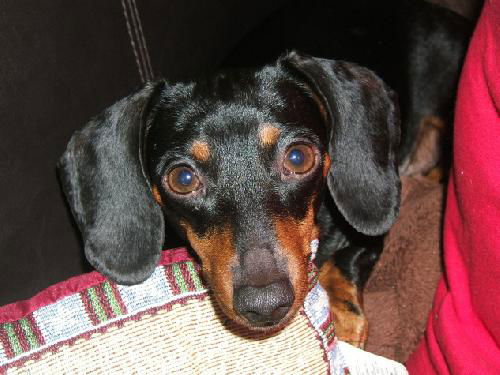 Shilo