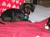 Shilo
