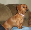 Lexie