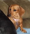 Lexie