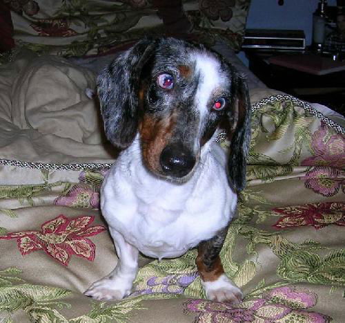 Shilo